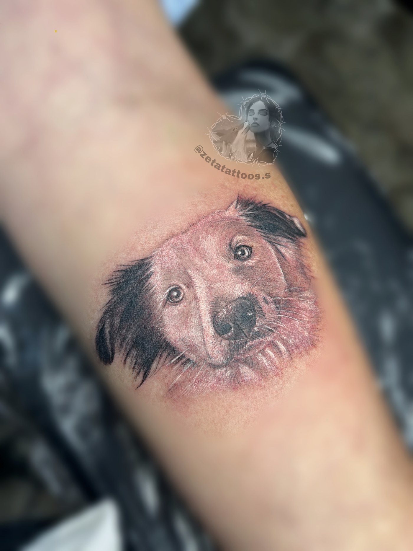 Retrato de perro mestizo