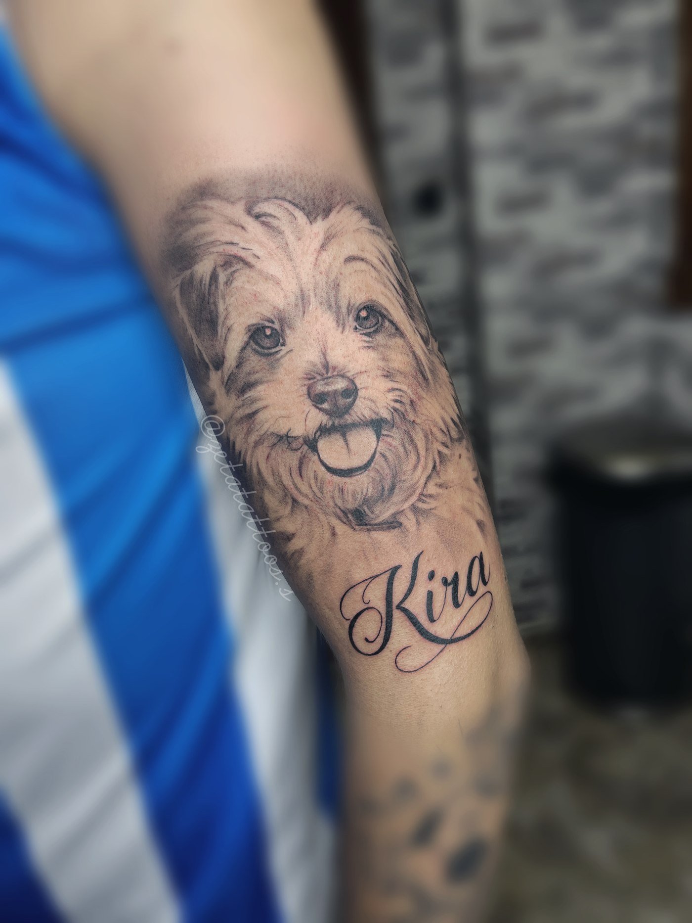 Kira, retrato de perro