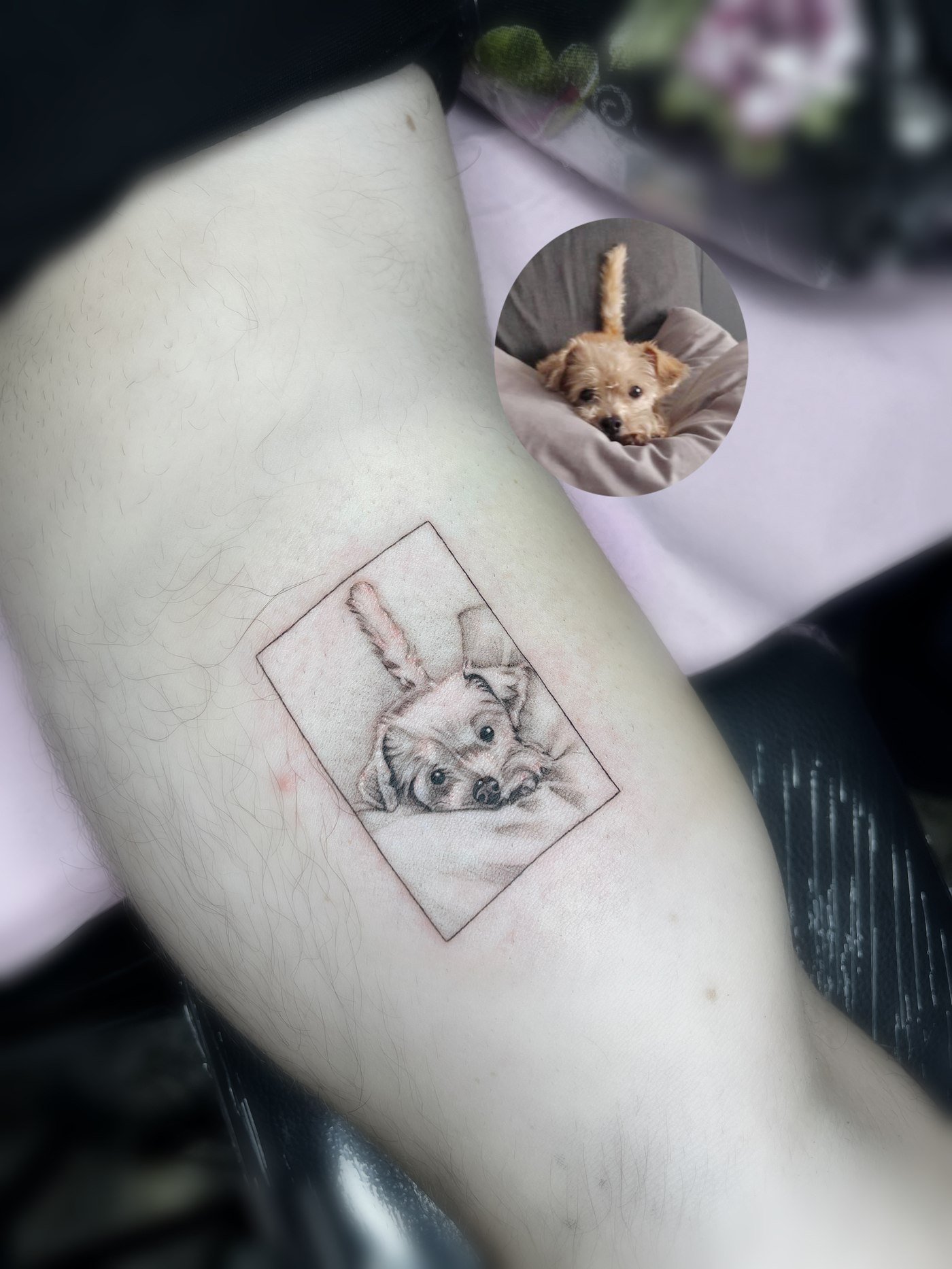 Cachorro con foto de referencia