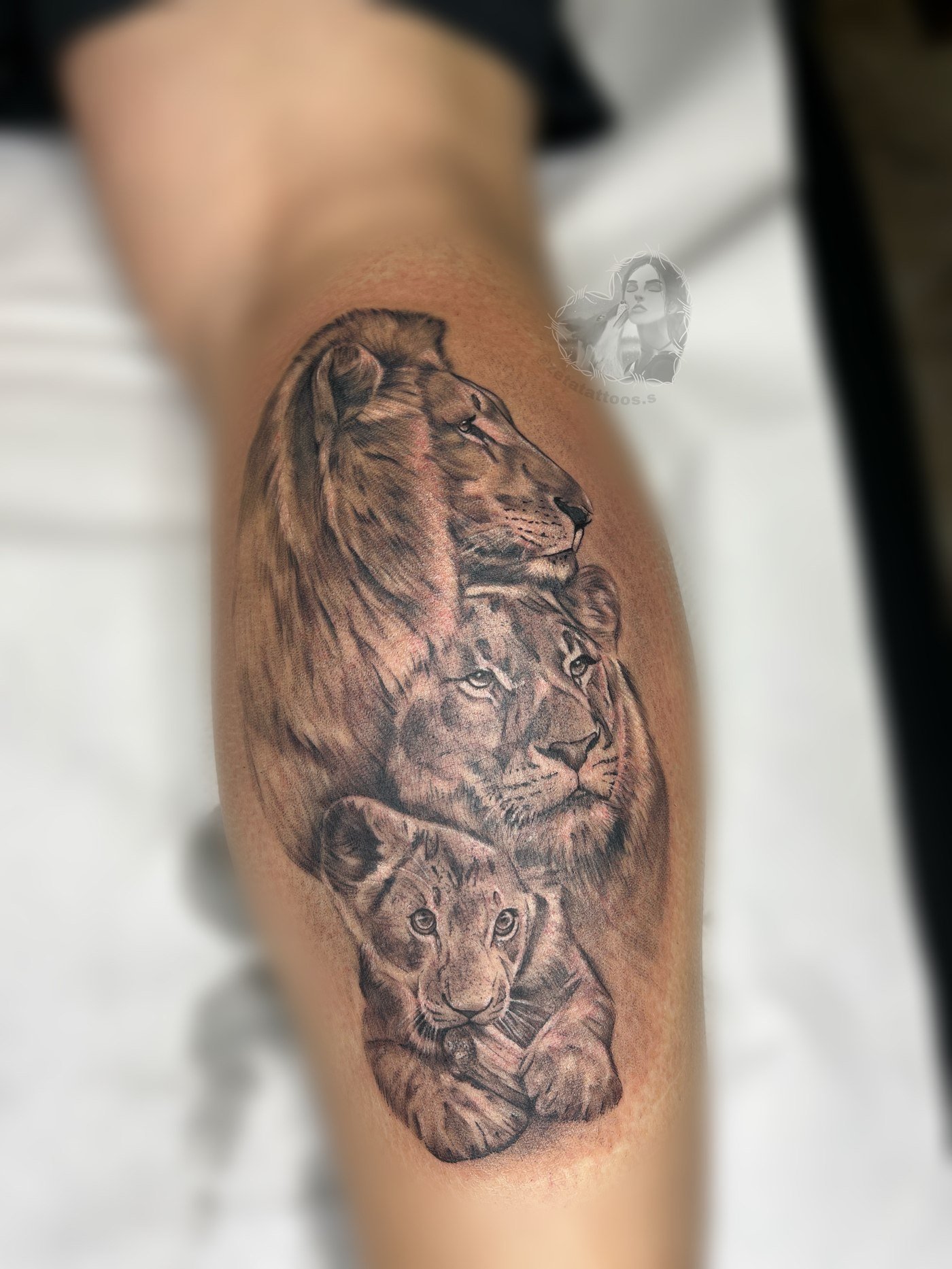 Familia de leones
