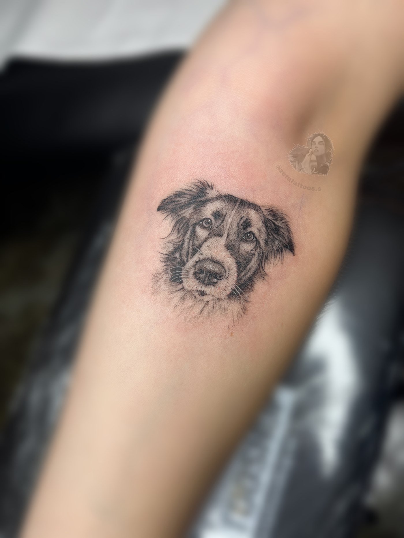 Retrato de perro pastor