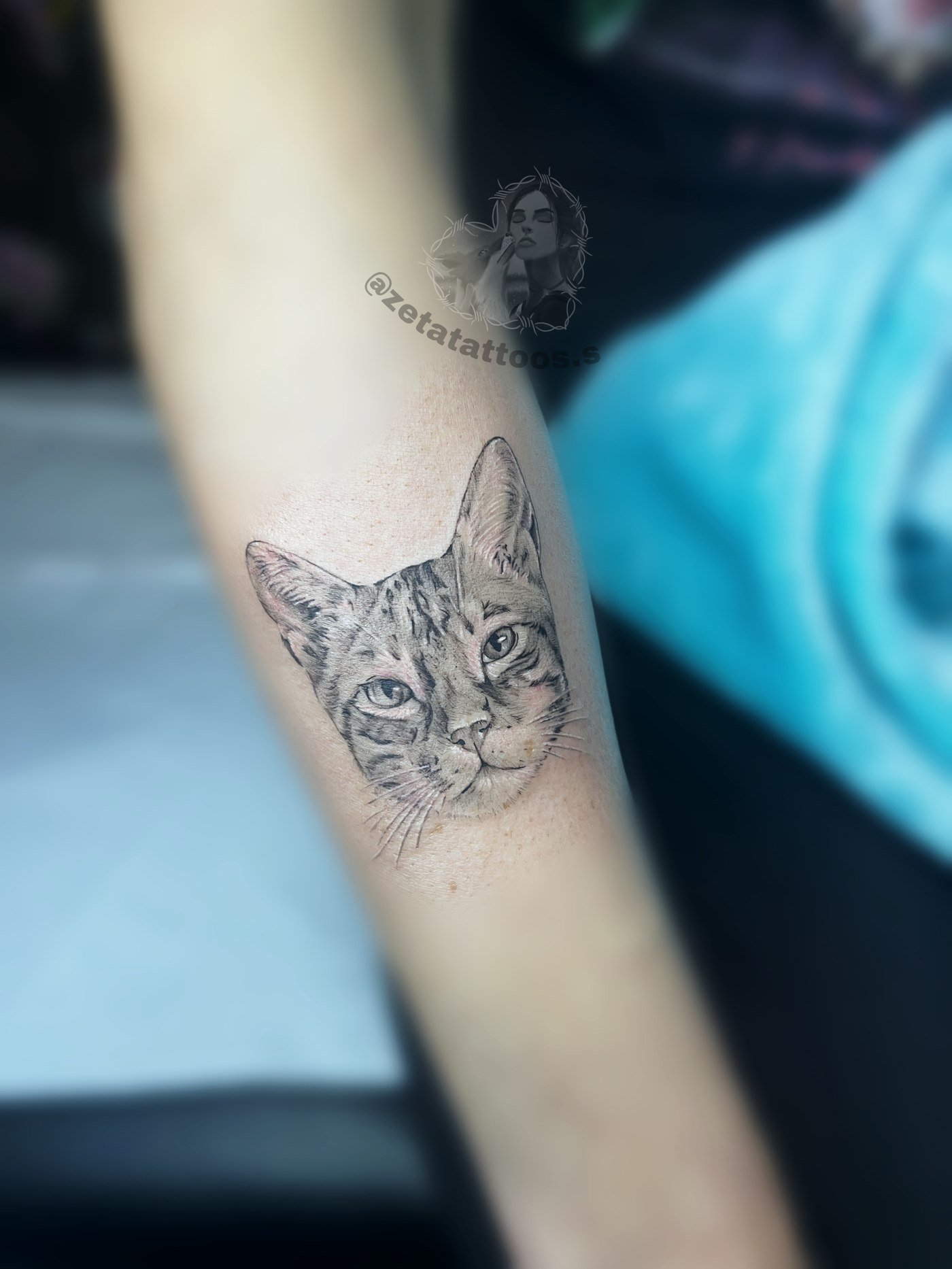 Retrato de gato