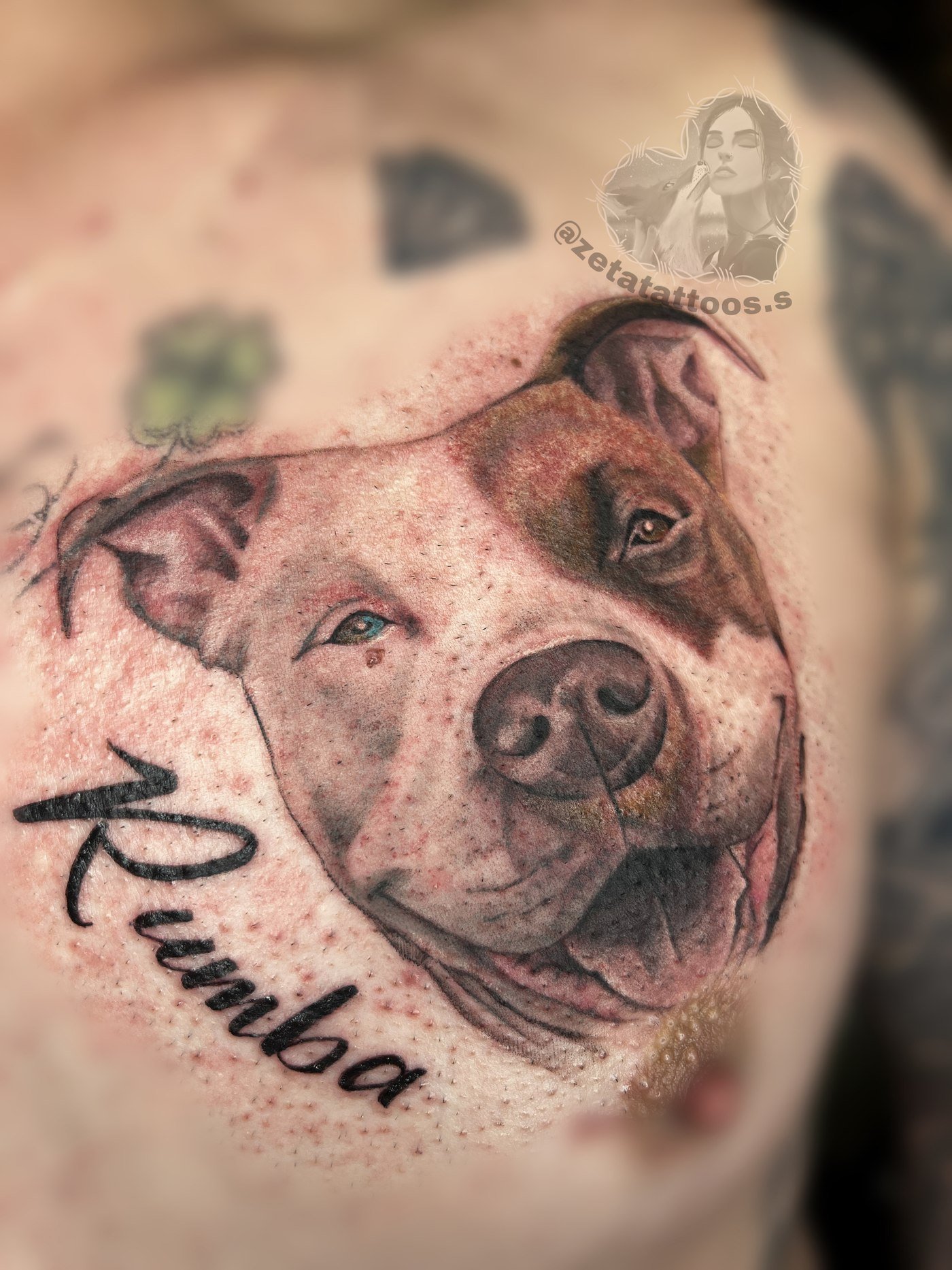 Rumba, retrato de perro